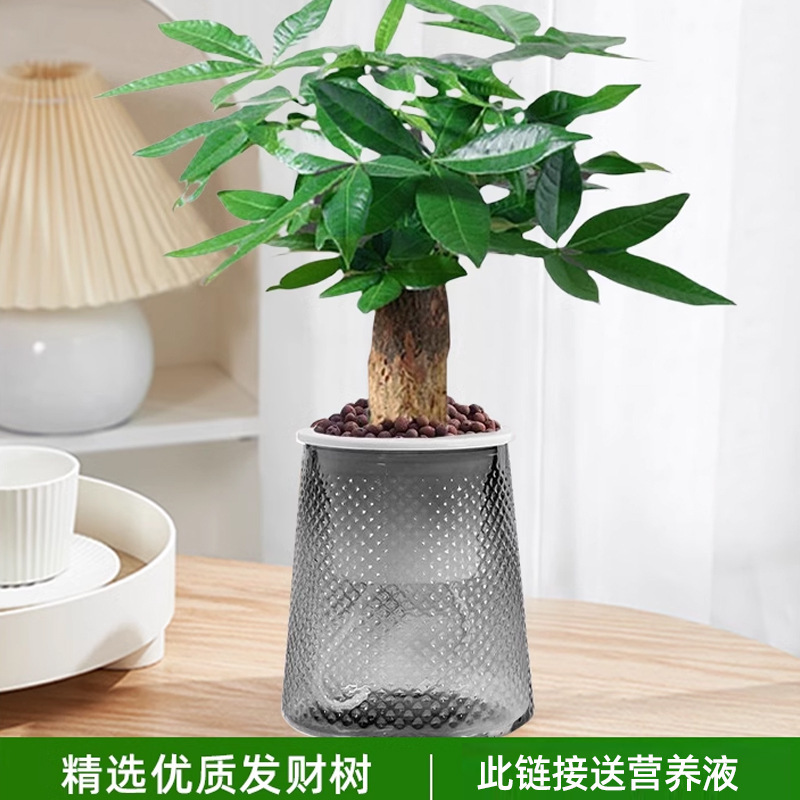 머니트리(별분지) + 영양액