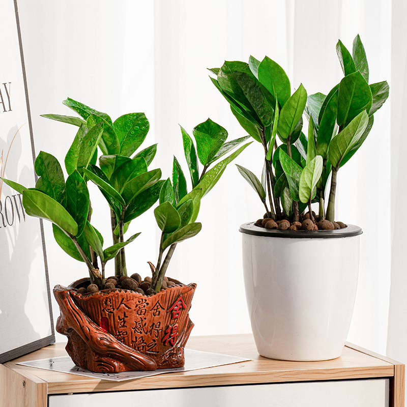 Money Tree Money String Indoor Living Room Large Green Plant Potted Bonsai Flower Office Desktop Foliage Evergreen Plant