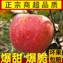 冰糖心脆甜紅富士蘋果產地直發平果新鮮當季水果3/5/10斤批發