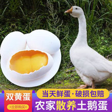 鵝蛋破損包賠雙黃蛋農家非土新鮮特大的批發孕婦輔食生態散養批發