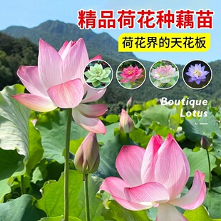 �^�p�ɻ�����ˮ�Bɏź��Nź������˯ɏˮ��ֲ���ļ��_���ܺ��B��