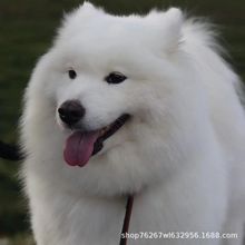 批发定制萨摩耶雪橇犬中型工作犬宠物活体狗微笑天使护卫犬伴侣犬