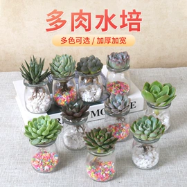 花盆容器;仙人掌及多肉;盆栽