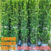 北海道冬青黄杨树苗篱笆庭院绿篱笆围栏苗木小叶黄杨树苗