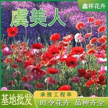 虞美人丽春花 虞美人丽春花批发 促销价格 产地货源 阿里巴巴