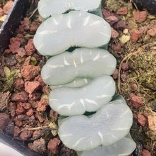 大久保玉扇Haworthia truncata 'Okubo’多肉植物大棚批发