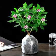 金边瑞香盆栽浓香型带花苞室内老桩客厅观花植物耐寒花卉