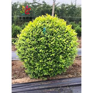 ���~Ůؑ�����ͥԺ�ͺ��G���L������~ɫ�K�h�ʠ�ֲ��С�~Ůؑ��