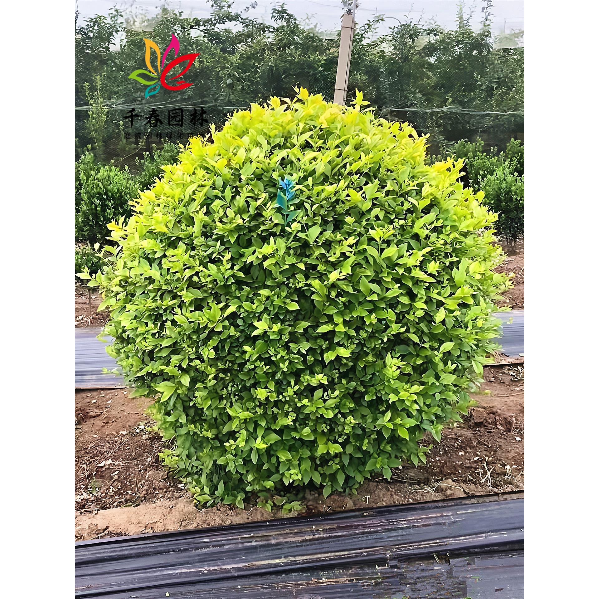 金叶女贞球树苗庭院耐寒绿化风景树彩叶色块篱笆墙植物小叶女贞球