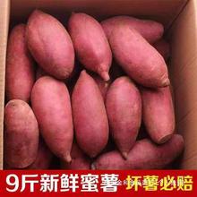 新鲜蜜薯9斤板栗红薯沙地糖心地瓜农家自种番薯烟薯香薯山芋自提