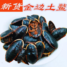野山金边土鳖虫新货金边土元土别非中华土元地乌龟金边土元地鳖粉