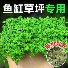 ���ذ�����ˮ���ձ�ſ�ظ������ֲ�����B�~���쾰��ƺ��ˮ��