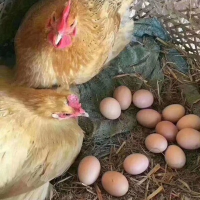 新鲜鸡蛋批发土鸡蛋农家散养柴鸡蛋高品质五谷虫草蛋营养草鸡蛋