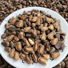 新货原味东北野生开口松子坚果休闲零食手剥红松物理开口散装批发