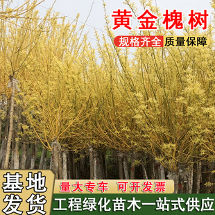 �S�𻱘���@�־G��������ľ�е���ͥԺ�ļ��Nֲ�L�����֦�S��