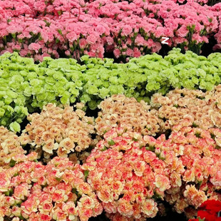 Qh Carnation Flowers Direct from Kunming, Yunnan Base for Mother's Day Home Decoration, Gift for Friends and Besties, Hydroponic
