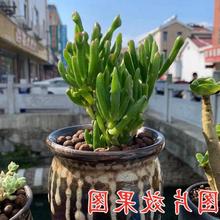 陶粒批发球包邮花卉盆栽防烂根多肉种植花盆垫底无土栽培养花空心