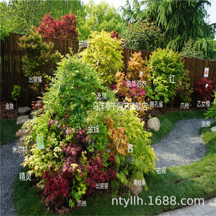 �ձ��t���������s���� ��֮�����[ͥԺ�̨��ɫ�^�~���ԾGֲ