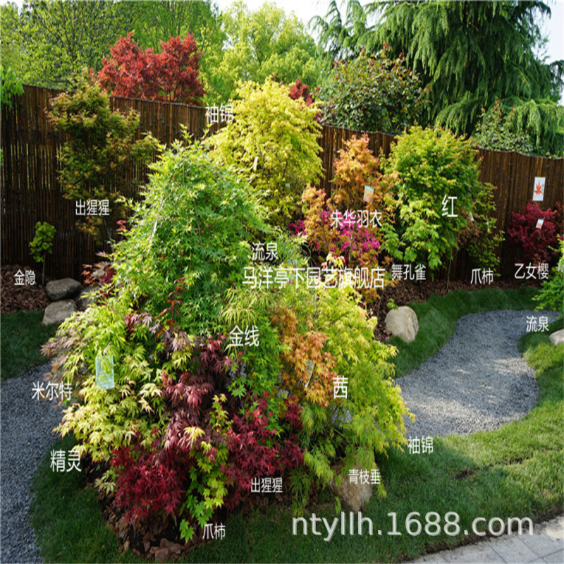Japanese Red Maple Saplings, Maple Trees, Jordan Qiu Cheng's Dream, Jin Yin Courtyard Balcony Colorfulful Foliage Potted Green Plants