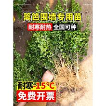 北海道黄杨树苗冬青树围墙绿篱笆好养活庭院丛生大叶黄杨苗木耐寒