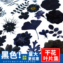 黑色干花diy材料跨境干花压花批發材料包植物标本干树叶贴画贴脸
