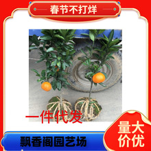 ���S�۽���޽ӻʵ۸����Ә��箔��Y���������Խ��Ә��ϱ����Nֲ