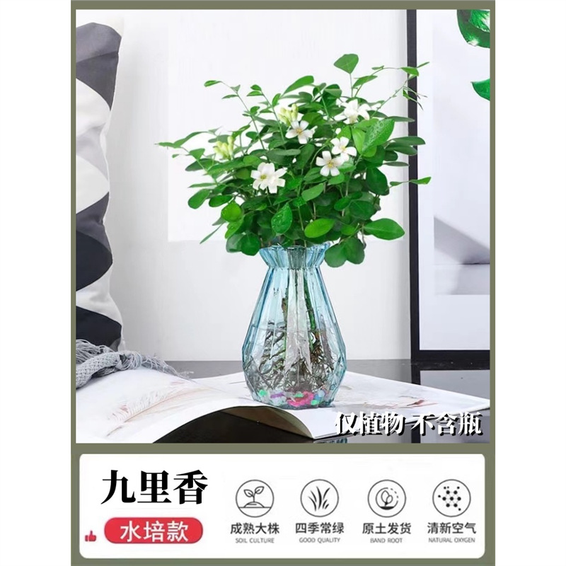 [특별 제공] 15-20CM Jiulixiang 5-6개 선택(물/토양 재배 가능) 및 캠프로 배송