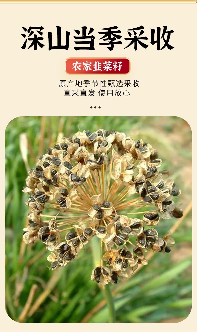 Chinese Chive Seed Jiu Cai Zi Roasted Dried Herb Traditional TCM Wellness Tea Ingredient quality and texture
