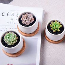 高级稀有玉露多肉植物蓝镜无暇玉露办公室桌面美观盆栽花