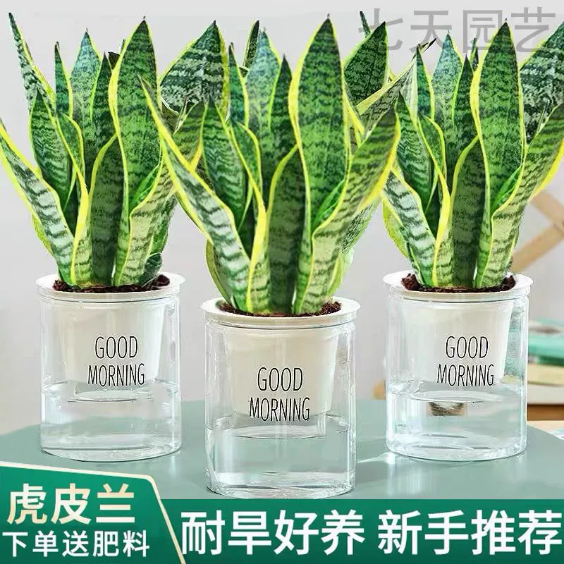 Орхидея «Тигровый хвост» с золотистыми краями для нового дома, удаление формальдегида и защита от радиации, комнатный цветок, спальня, зеленое растение, очистка воздуха, орхидея «Тигровый хвост» в горшке