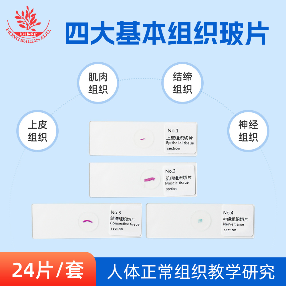 人体四大基本组织初中生物教材观察玻片教具上皮组织结缔组织神经