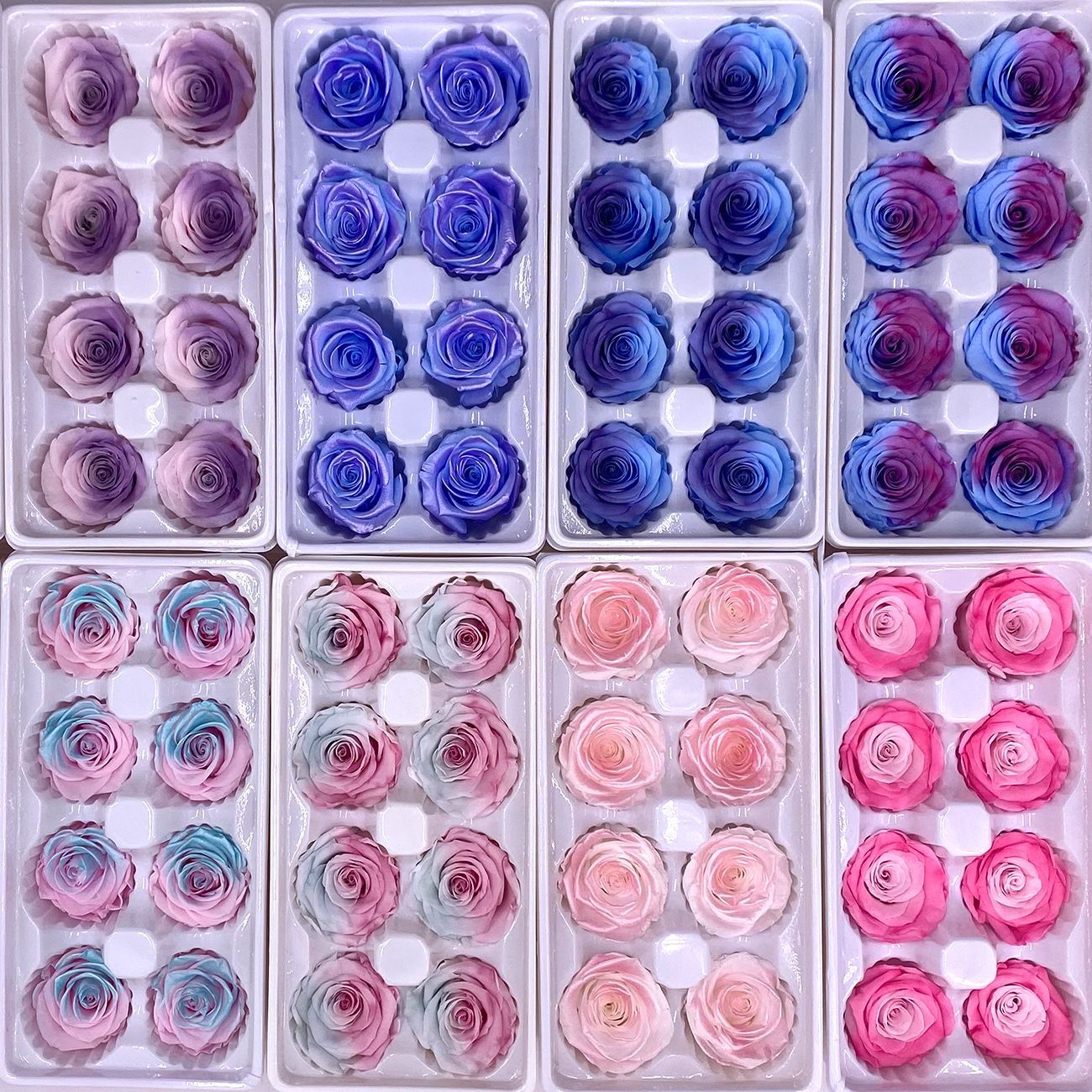 Rosa degradada eterna A+ con efecto degradado de color azul hielo, rosa seca triturada, flor preservada, fabricante de Yunnan, venta al por mayor.