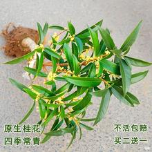 ԭ𻨘ļ_𵤹辰̨wͰ¹