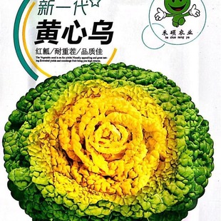 Yellow Heart Cabbage Seeds Vegetable Seeds Special Rapeseed Cabbage Seeds Spring Seeds Autum South Winter
