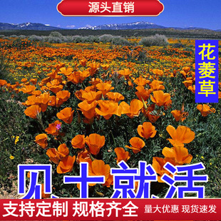 ���������ӷN�ӻ�����ͺ�����ϲ��ļ��_��ͥԺ���ݑ���G�����N