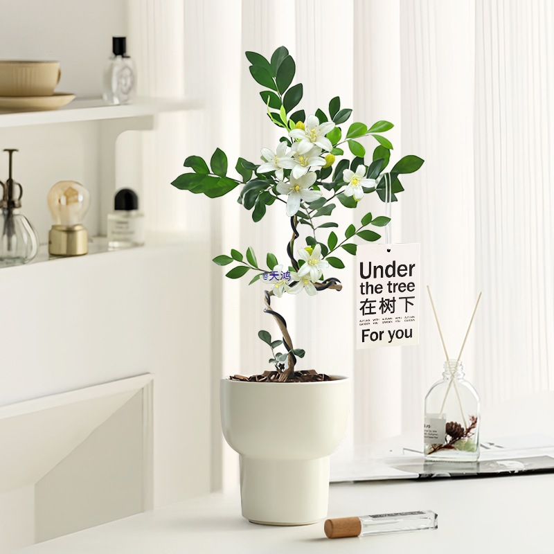 造型九里香盆栽带花苞办公室桌面绿植四季开花入户玄关摆件盆景