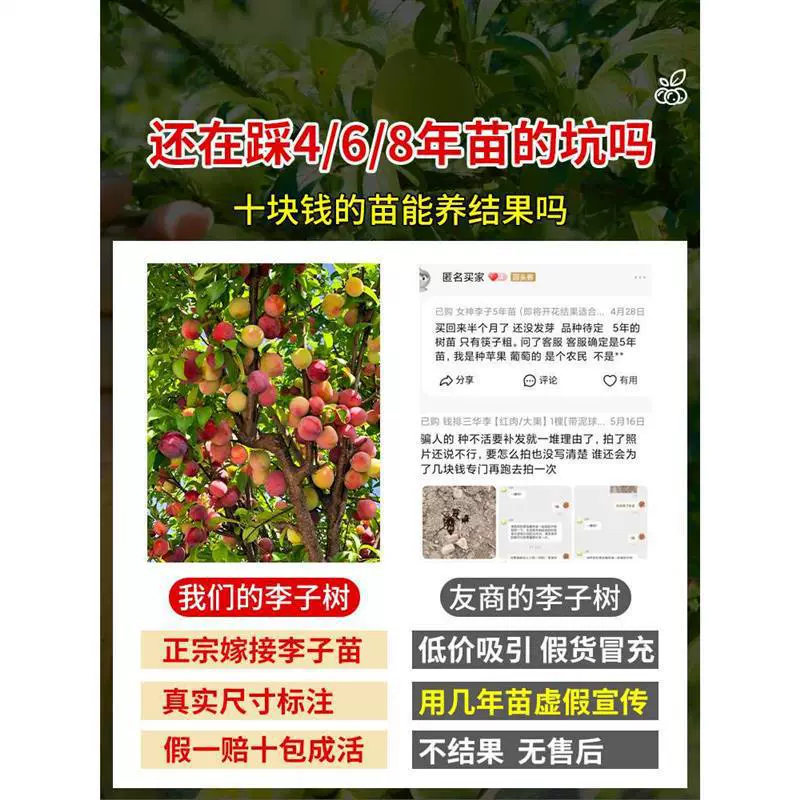 Пчелиный сахар Сливовое дерево Фруктовое дерево Фрукты в горшке Юг и Север Терпимый к засухе Каменный сахар Красное сердце Санхуа Слива Новый сорт Гуйчжоу