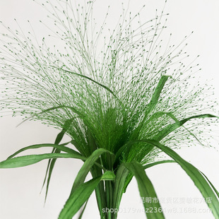 [Fountain grass] eternal fountain grass dream eternal flower flower diy bouquet flower box raw material bottle