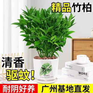 Bamboo and Cypress Potted Plants, Long-Lasting Bamboo Indoor Evergreen Cold-Resistant Green Plants, Bamboo and Cypress Seedlings, Summer Hydroponic Green Plants and Florals