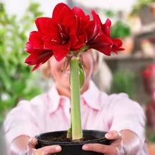 荷兰朱顶红进口盆景大球重瓣种球四季开花花卉盆栽室内植物批发