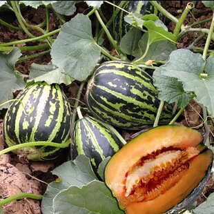 �����������ϷN�Ӹ߮a�ļ������߲��ļ����캆�ηNֲˮ���N��