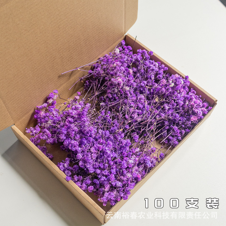 보라색 안개꽃 100개들이 상자