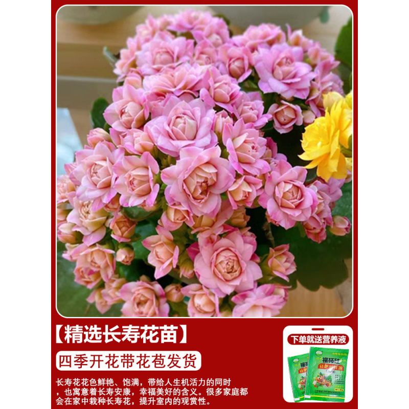 Flores de larga vida en maceta de doble pétalo, zorro dorado, gran flor con brotes de flores y plántulas, flores de interior en todas las estaciones, fáciles de cultivar.