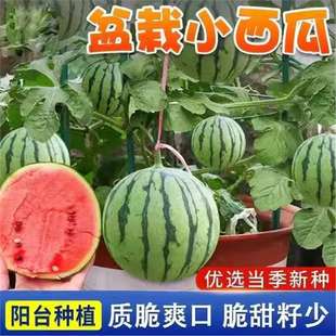 ���羳��؛���������С���ϷN�ӟo��С���ϷN���ļ��Nֲ�̨ͥԺ