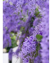 泰国大叶蓝花藤许愿藤四季开花阳台庭院花园耐晒耐高温