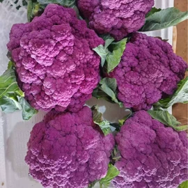 其他蔬菜;其他蔬菜制品;瓜果类