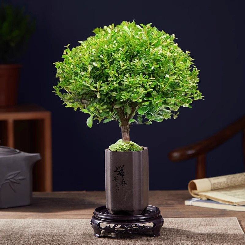 A급 고품질 작은잎 피니퍼스 + 고급 수조 + 둥근 바닥 지지대 + 이끼 + 비료