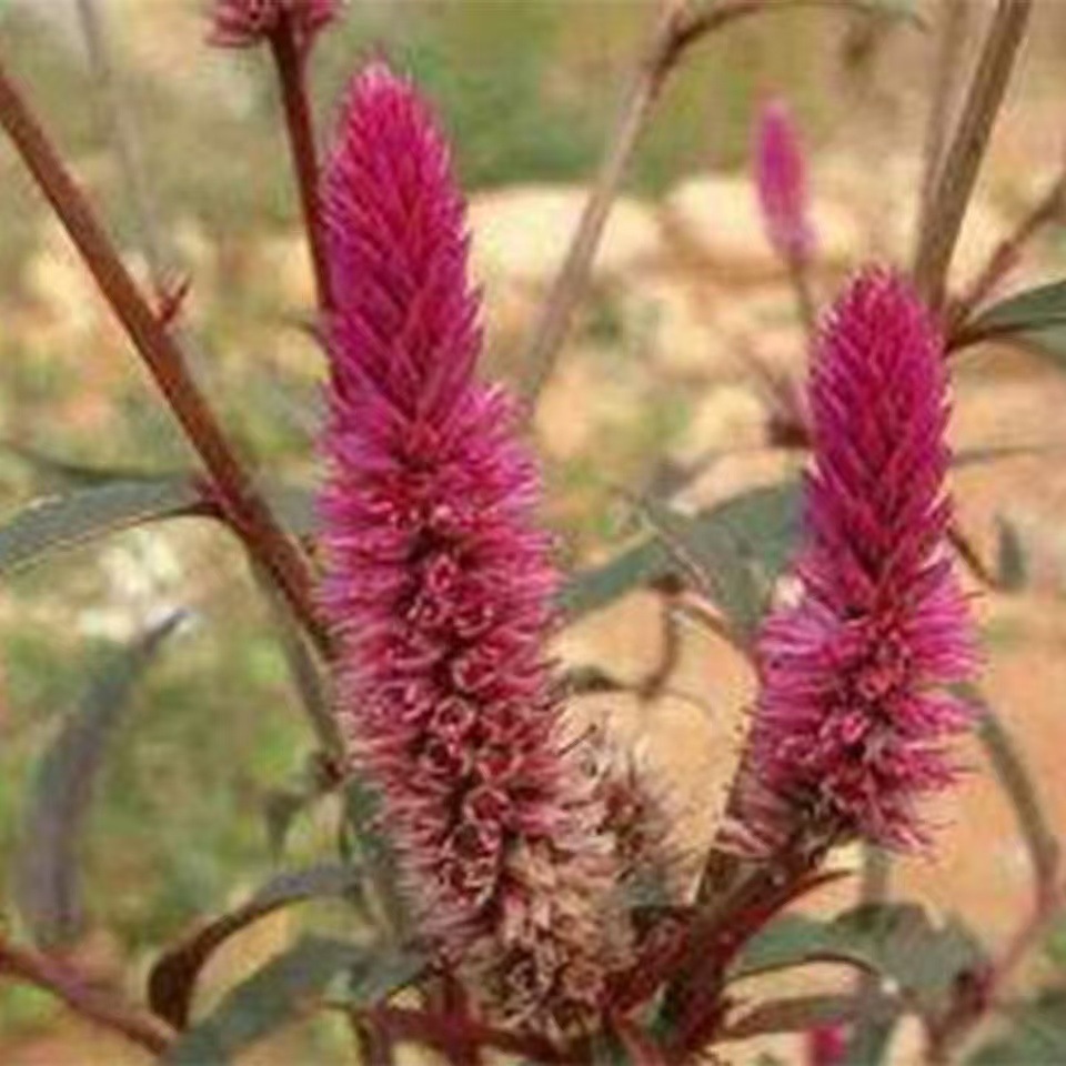 微信图片_20241108114824