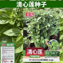 清新莲种子罗勒种子九层塔种子叶可食用金不换种子叶菜