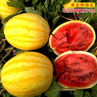 �S�����l�Ϲ��߲˷N���������SƤ�t�����ϷN�Ӽtȿ��Ƥ�����ϷN��